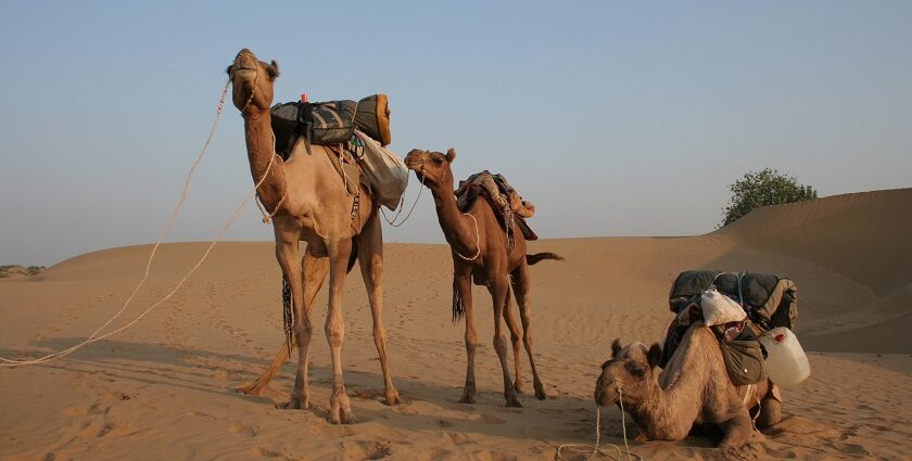 DBeautiful pictures of Thar desert camels which are part of Desert Safari In Jodhpur