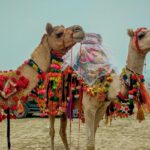 Adventurous desert safari in Ajmer, showcasing golden sands and stunning views