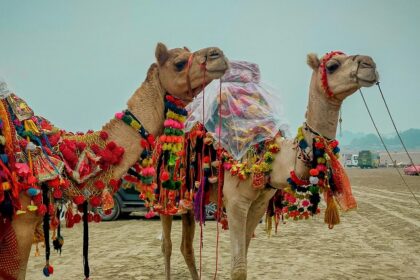 Adventurous desert safari in Ajmer, showcasing golden sands and stunning views