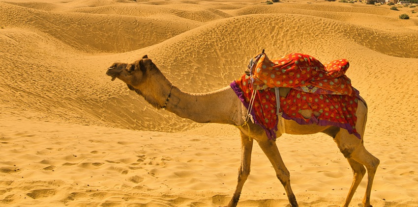 Camel safaris in Deshnoke are popular things to do for visitors for a unique experience.