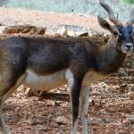 Blackbuck antelope in Dhawa Doli Wildlife Sanctuary, highlighting the area's unique fauna.