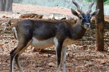 Blackbuck antelope in Dhawa Doli Wildlife Sanctuary, highlighting the area's unique fauna.