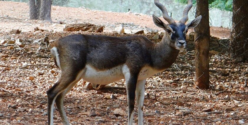 Blackbuck antelope in Dhawa Doli Wildlife Sanctuary, highlighting the area's unique fauna.