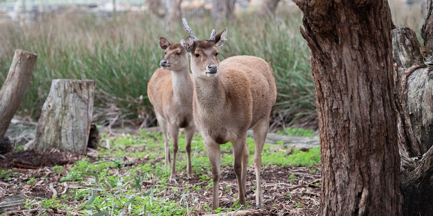 Sambar deer grazing in Dhawa Doli Wildlife Sanctuary, showcasing its rich wildlife diversity.