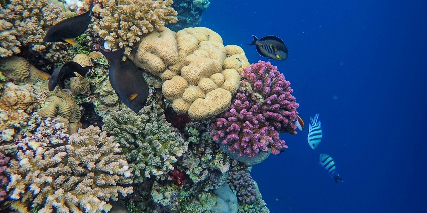 A stunning view of a school of colourful fish swimming around beautiful reefs underwater.