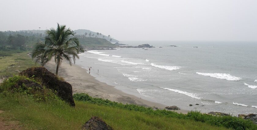 An aerial picture of one of the most famous beaches in Goa with pine trees and greenery