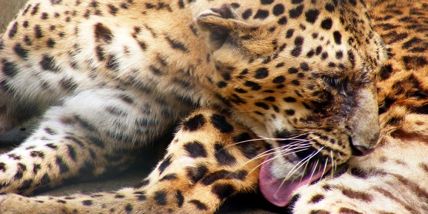 Spot wildlife species like leopards, bears and deers at the Patna Zoo