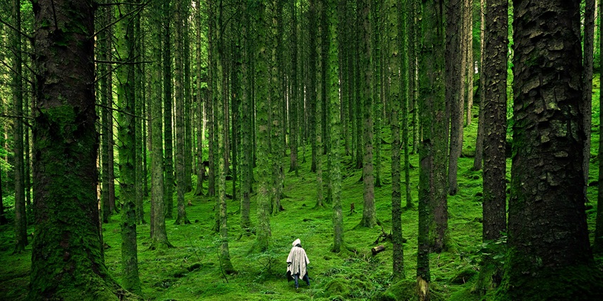Image of dense and lush green forest surrounded by tall trees and field in green grass