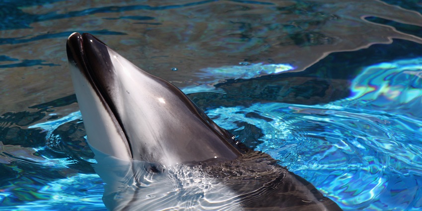 Family-friendly Dolphin Aquarium showcasing diverse marine life and attractions.