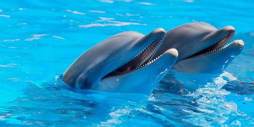 Dolphin Point is a must-visit location near Aguada Fort for an exciting experience.