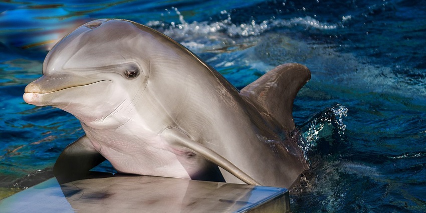 Spots which show dolphins are one of the best places to visit in Calangute.