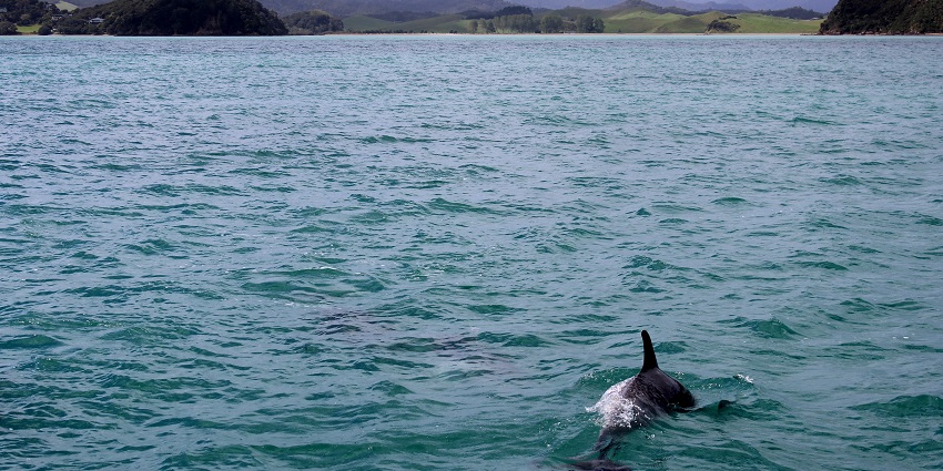 Indulge in dolphin spotting tour which is one of the things to do in Calangute in Goa.