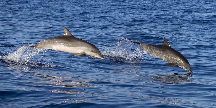 Image of dolphin spotting on the Colva beach early in the morning and clear blue water