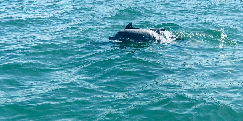 A scenic glimpse of adorable dolphins swimming in the turquoise-blue waters of Goa.