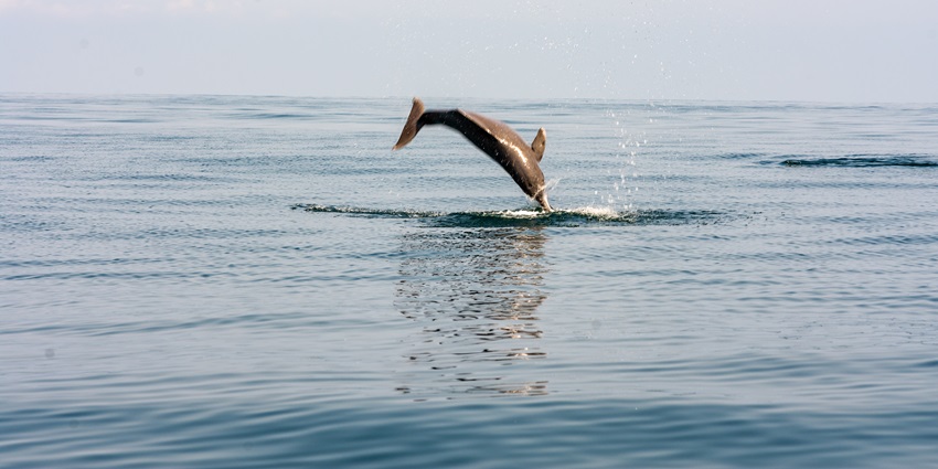 Dolphin Near Vagator Beach of Goa which is one of the best things to do in Vagator beach