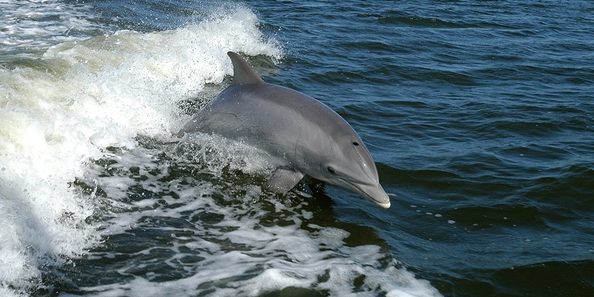 One of the best things to see in Goa with family is to go dolphin watching at Calangute beach