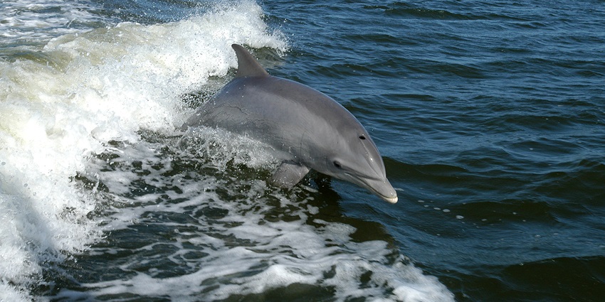 Watch dolphins in action at Calangute Beach in Goa as it is one of the top things to do in Goa for adults