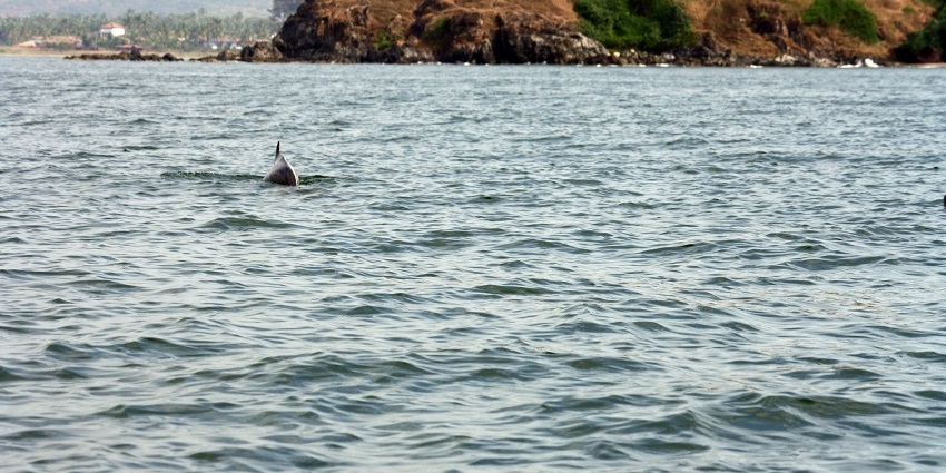 Dolphin Watching In Varca is an experience that every tourist should indulge in.