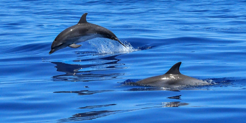 Dolphin Watching is a surreal and amazing experience for interacting with sea creatures.