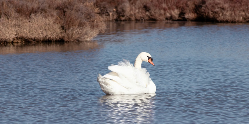 Salim Ali Bird Sanctuary is home to a vast variety of bird species from local to migratory.