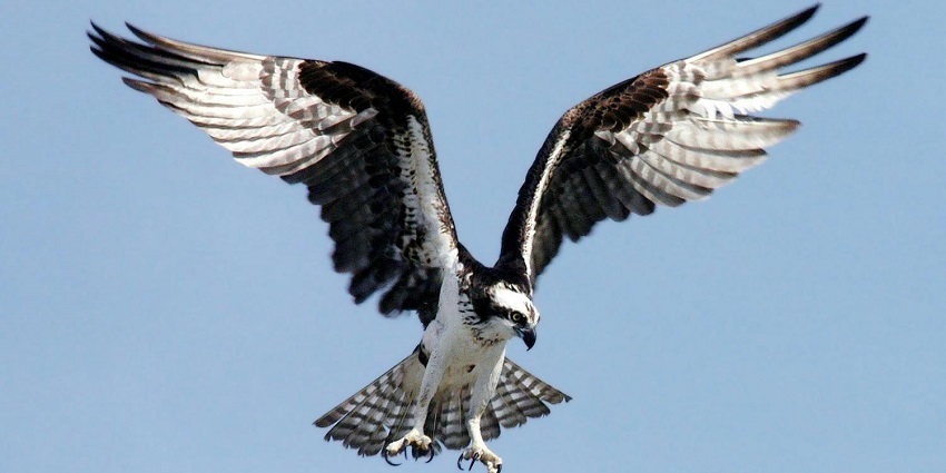 Dr. Salim Ali Bird Sanctuary is situated on Chorao Island, a short drive from the city.