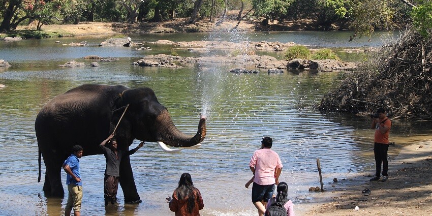 Elephants at Dubare Elephant Camp, Karnataka, interacting with visitors in nature.