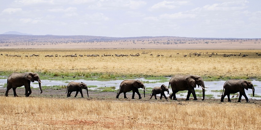 Dubare Elephant Camp is a must-visit attraction near the Brahmagiri Wildlife Sanctuary.