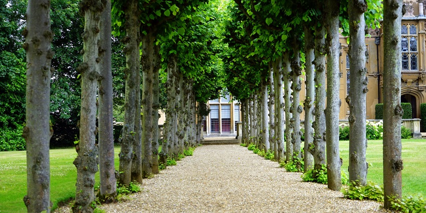 A lush green park, similar to the Dudh Talai Musical Garden, showcasing its beautiful trees.