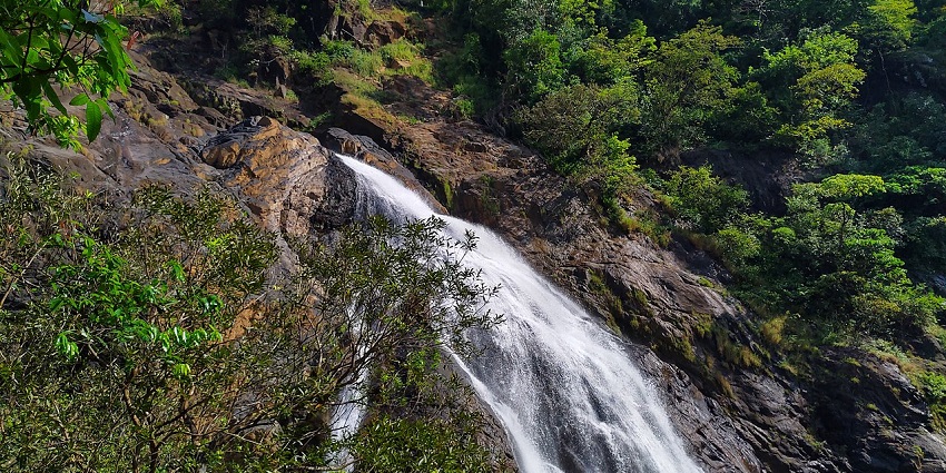 Dudhsagar Trek is a long trek that passes through dense forests.