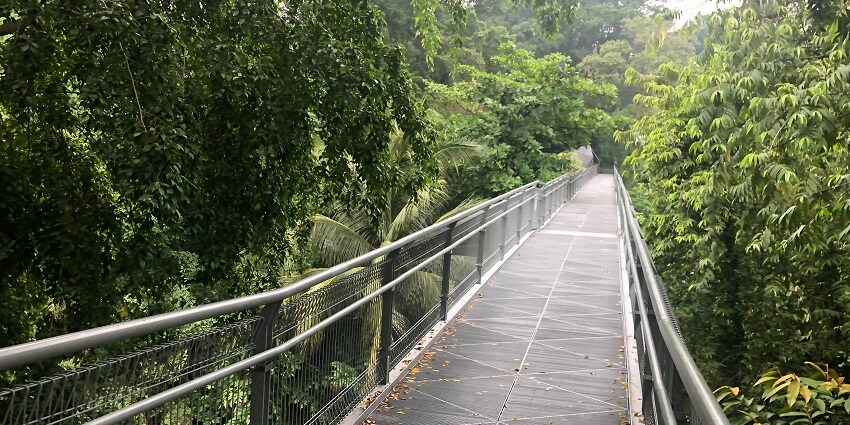 The tree top walk, surrounded by dense vegetation.