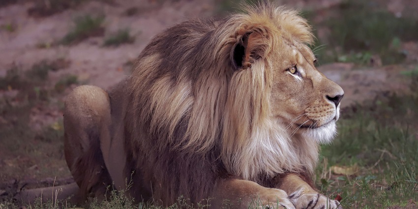 You can go on educational tours at the Nandan Van Zoo where you can learn about endangered species