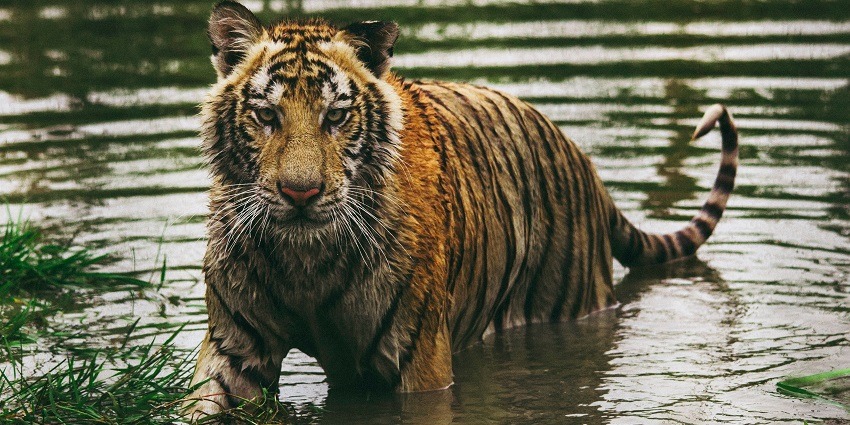 You can have an in-depth knowledge of the fauna by indulging in educational tours.