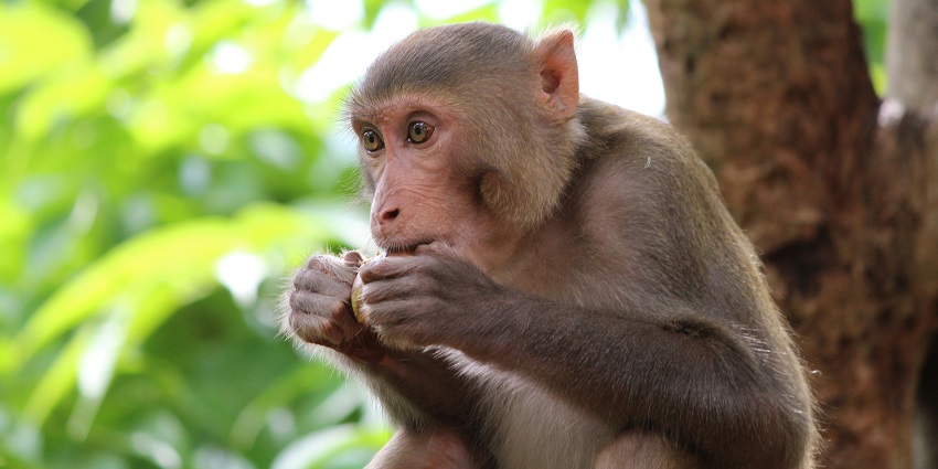 Educational tours are one of the most interesting things you can do at Guwahati Zoo.