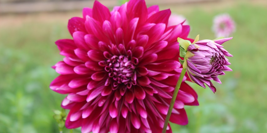 A beautiful pink Dahlia flower with bright petals from a botanical garden in Bhubaneswar