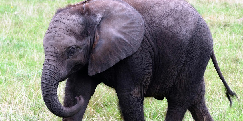 An image of elephant wildlife at Elefanjoy Elephant Sanctuary, one of the best National Parks.