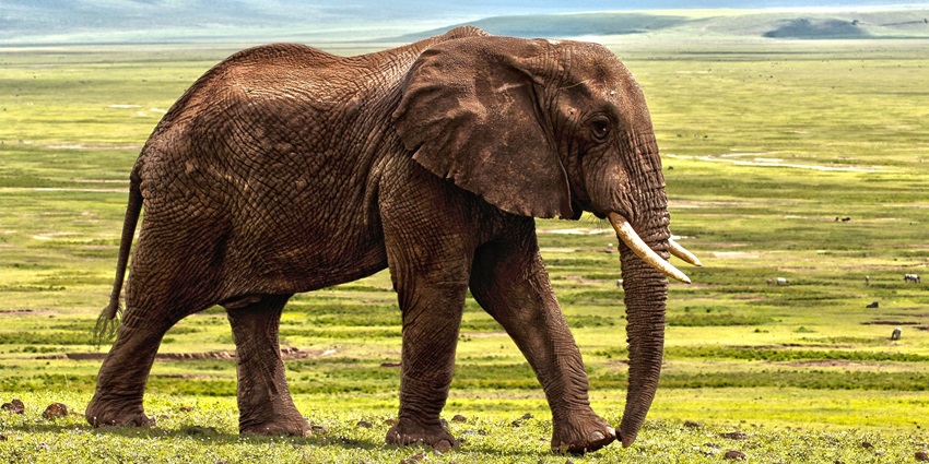 The photograph depicts two painted elephants in Jaipur, covered with cloth.