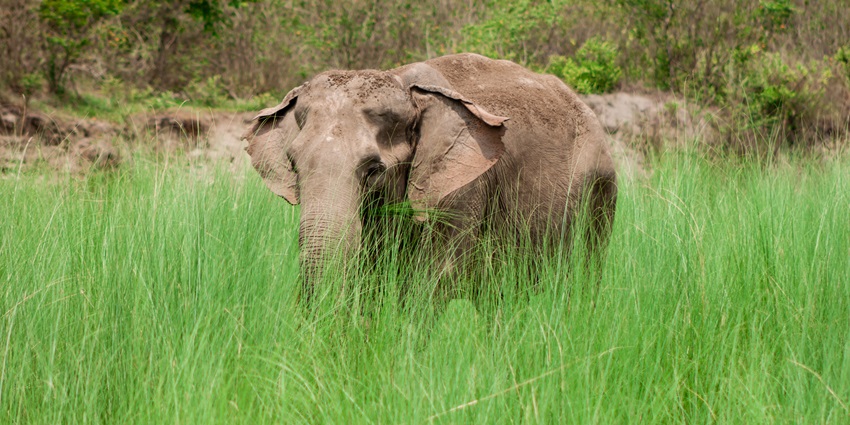 An old elephant is grazing in the park with scenic grasses all around.