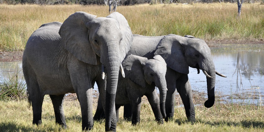 A view of elephants at Elephantastic, one of the places to visit in Jaipur with friends.