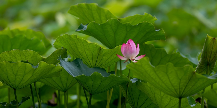 Empress Botanical Garden is one of the most scenic places to visit near Viman Nagar.