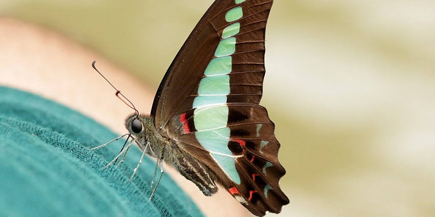 Endau-Rompin National Park, illustrating the diverse flora & fauna along with beauty.