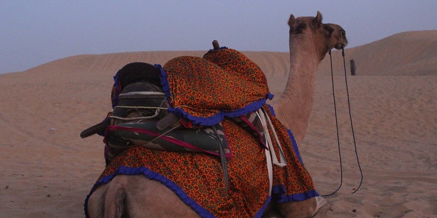 A view of camel safari with camel carts, making this one of the best things to do in Pushkar.