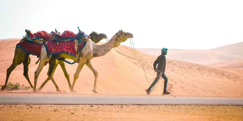A camel safari in the Thar Desert is one of the adventurous things to do in Rajasthan.