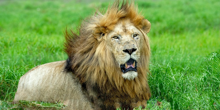 Gear up for an exhilarating experience while hopping on a lion safari in this attraction.
