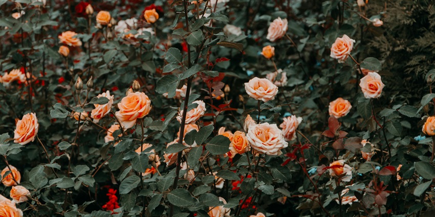 Enjoy the beauty of Rose Garden, one of the best things to do in Bathinda.