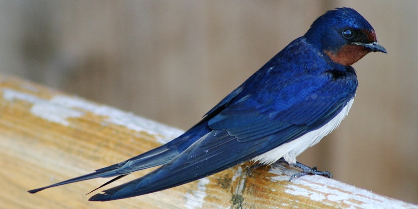 Enjoy birdwatching which is one of the best things to do in Panjim.