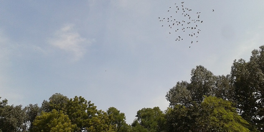 birds group reaching to their nest,was surrounded at Royal fort,Chandragiri
