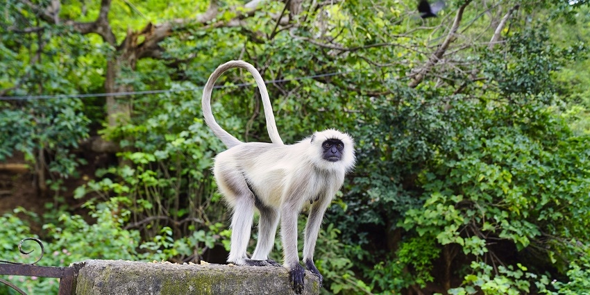 Exploring the Kumbhalgarh Wildlife Sanctuary is one of the top things to do in Nathdwara.