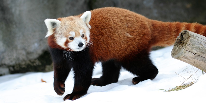A picture of a red panda roaming around the snow-covered Yumthang Valley