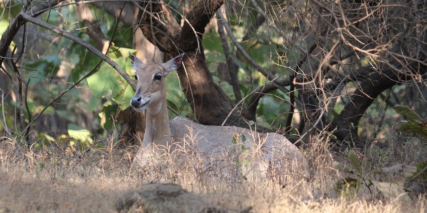 View of wildlife One of the most exciting things to do is the night safari in Gir National Park.