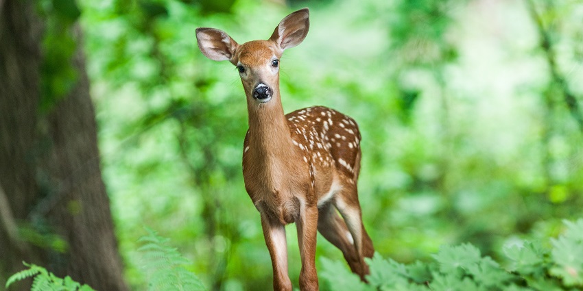 Wild landscapes and native animals at Achanakmar Wildlife Sanctuary, Chhattisgarh.